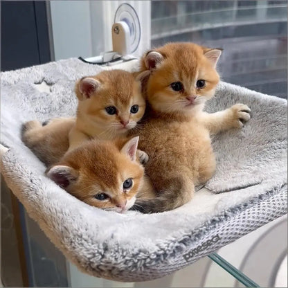 Deluxe Folding Cat Hammock - Cordless, Machine Washable with Robust Metal Frame & Strong Suction Cups - Perfect Window Perch for Cats & Small Dogs