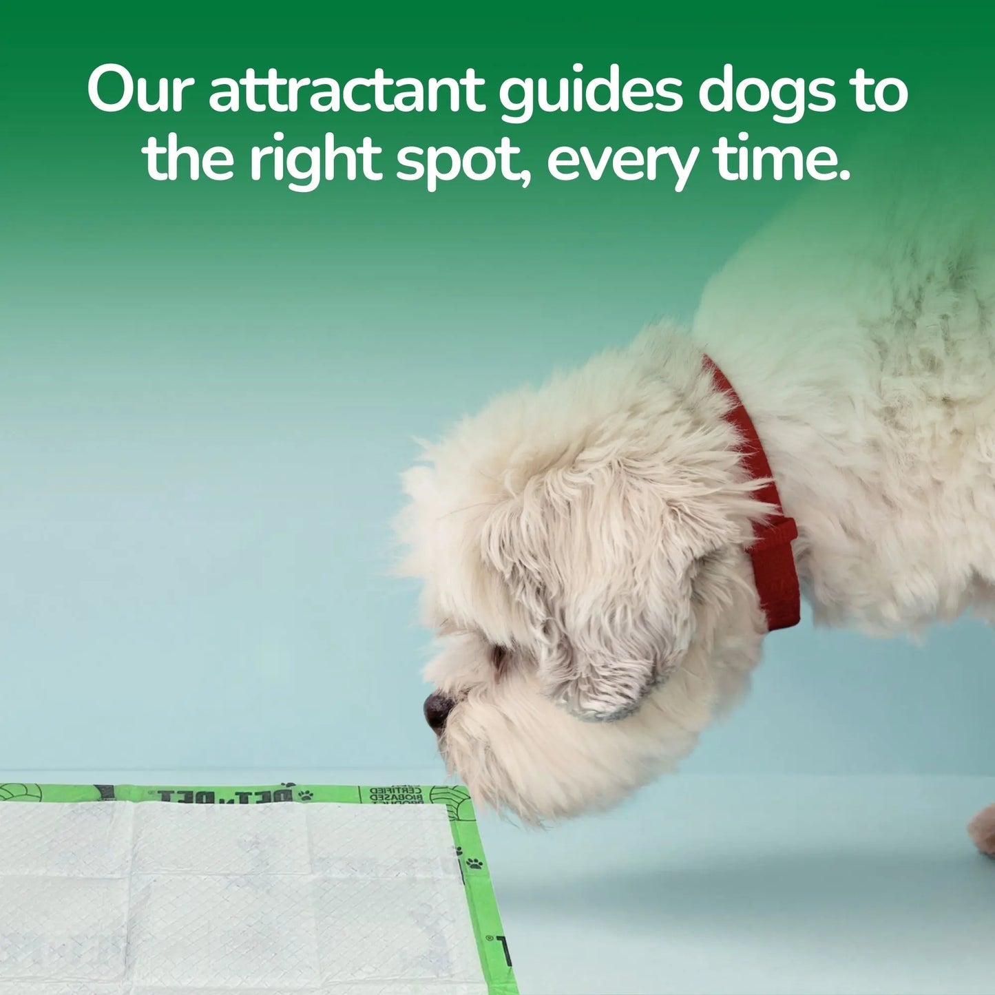 Pet N Pet 50 Count Puppy Training Pads - Eco-Friendly, Super Absorbent & Leak-Proof Unscented Pads for Easy Potty Training